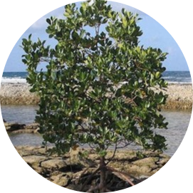 Mangroves Plants