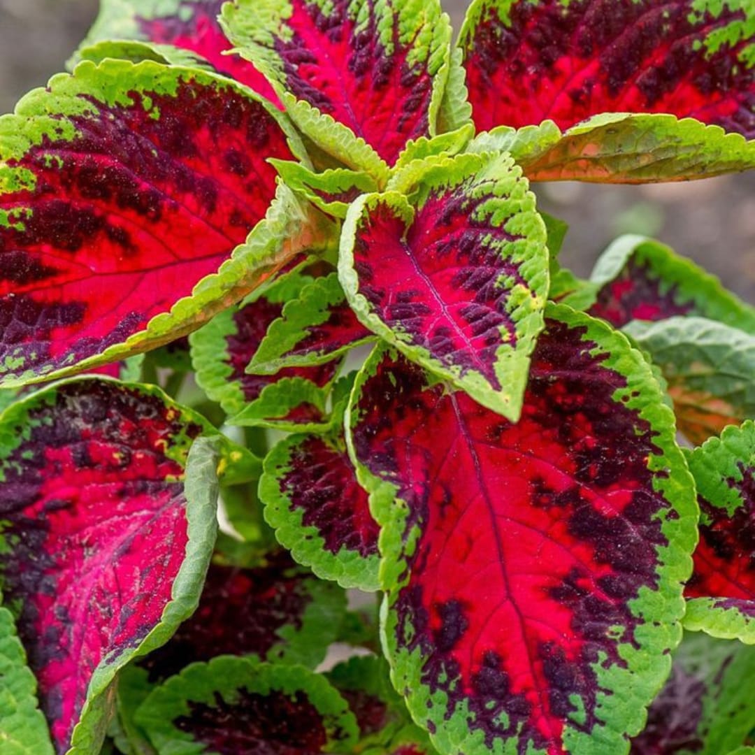 Coleus (Green Pink) Coleus (Green Pink)